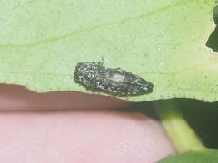 Agrilus occipitalis