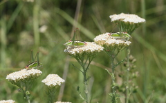 Poecilimon macedonicus