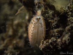Aequipecten opercularis