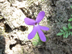 Pinguicula oblongiloba