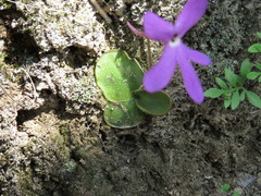 Pinguicula oblongiloba