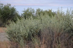 Atriplex lentiformis lentiformis