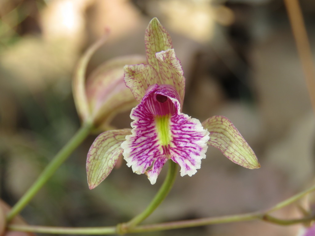 Bletia ensifolia