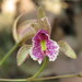 Bletia ensifolia - Photo (c) Emmanuel Guevara Lazcano, some rights reserved (CC BY-NC-SA), uploaded by Emmanuel Guevara Lazcano