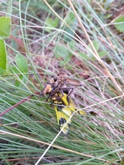 Libelloides macaronius