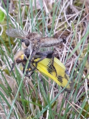 Libelloides macaronius