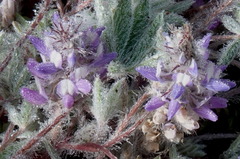 Lupinus lepidus utahensis