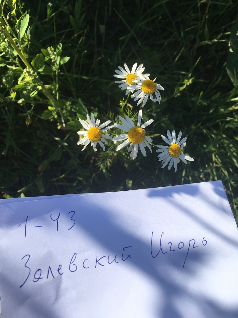 scentless mayweed from МКАД, 25-й километр, Минск, Минск, BY on July 08 ...