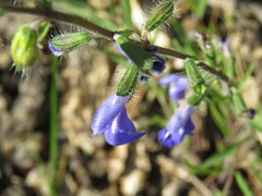 Salvia heterotricha