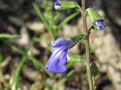 Salvia heterotricha