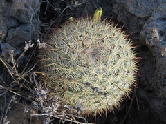 Mammillaria jaliscana jaliscana