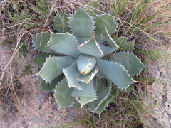 Agave guadalajarana
