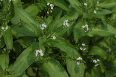 Veronica anagallis-aquatica