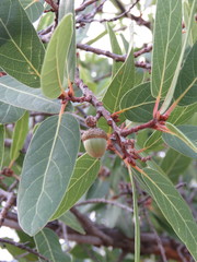 Quercus praineana