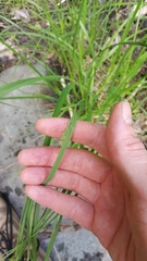 Carex prasina