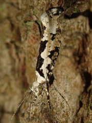 Ypsolopha sequella