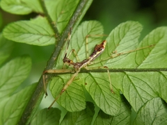 Epidaus