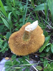 Suillus sibiricus