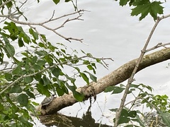 Graptemys pseudogeographica