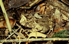 Sclerophrys togoensis