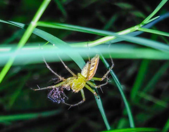 Oxyopes