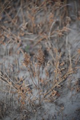 Castilleja exserta