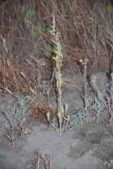 Chenopodium desiccatum