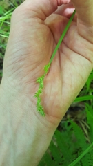 Carex stipata