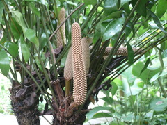Zamia obliqua
