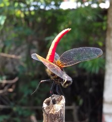 Aethriamanta brevipennis