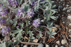 Lupinus lepidus utahensis