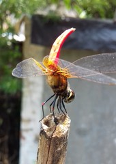 Aethriamanta brevipennis