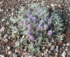 Lupinus lepidus utahensis