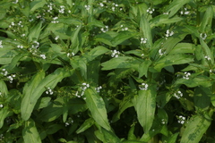 Veronica anagallis-aquatica