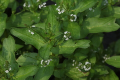 Veronica anagallis-aquatica