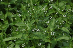 Veronica anagallis-aquatica