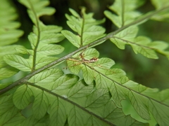 Epidaus
