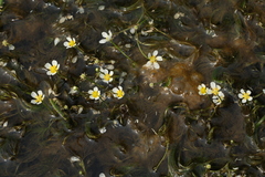 Ranunculus kauffmannii