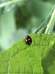 Brachiacantha ursina