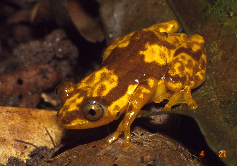 Nimba Banana Frog
