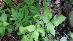 Arisaema stewardsonii
