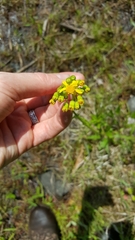 Packera schweinitziana