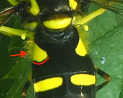 Xanthogramma stackelbergi