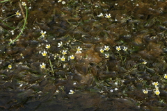 Ranunculus kauffmannii
