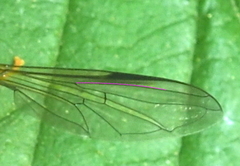 Xanthogramma stackelbergi