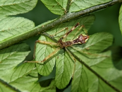 Epidaus