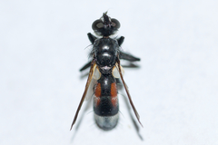 Cylindromyia
