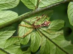 Epidaus