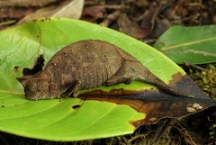 Brookesia superciliaris