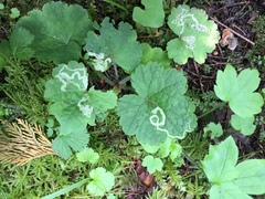 Phytomyza tiarellae